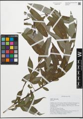 Foto von Salix alba L.